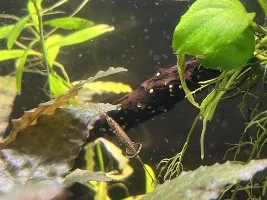 Indostomus identification and video