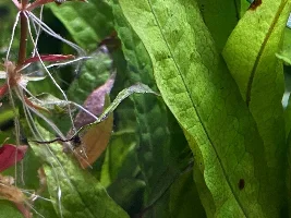 What's this on my plant .... times two