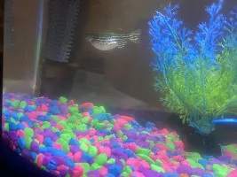 Someone Help! My fish looks like it’s going to explode!