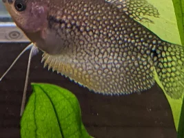 Issue with male and female pearl Gouramis