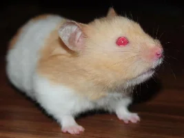 Our Hamsters