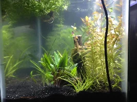 10g Planted Betta Tank(my first tank)