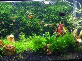 How Do You Use Moss?