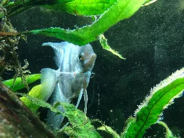 Badger's 150g Rio Negro/Orinoco Flooded Rain Forest