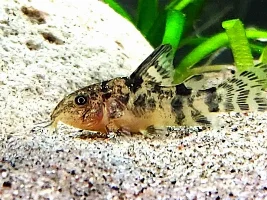 Fry vs. Juvenile