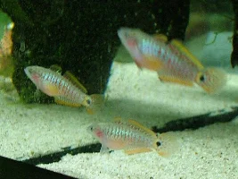 Peacock gudgeons...