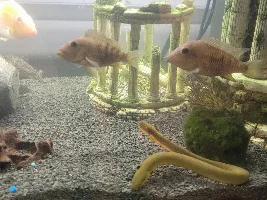 Does anyone know what type of fish this is?
