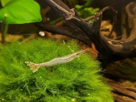 Pinocchio Shrimp tank in a hurry