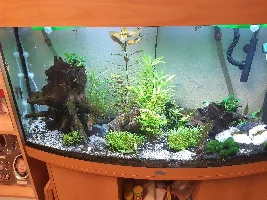 Aquascaping