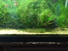 29g tank - not that happy...
