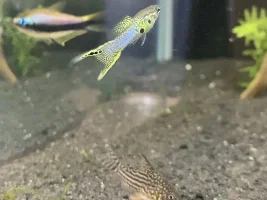 A photo dump of some of favourite tank inhabitants :)