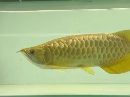 Guide 9 take care of your arowana fish to stay healthy