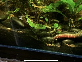 Surprised to see some kuhli snuggling this morning…