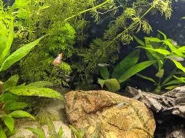 My once terrible tank has settled nicely