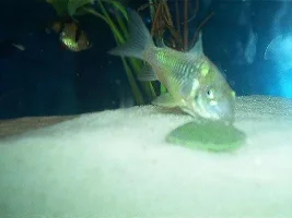 Our fish