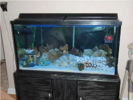 New Member Saltwater Tank Question