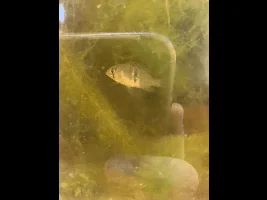 1 year of fish keeping!!