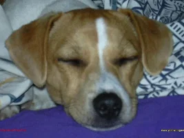 Dog and Cat Pics