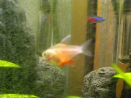 What Kind Of Tetras Are My "peaches"?