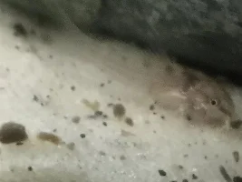 Green cory catfish
