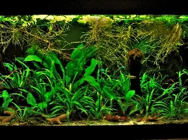 Help! New Walstad, High Ammonia & Nitrates!