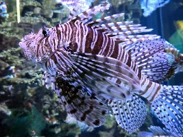 Ripley's Aquarium of Canada 2026
