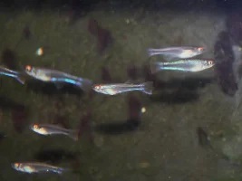 I was wondering why some fish have red eyes
