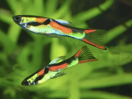 Does my local Maidenhead Aquatics sell these?