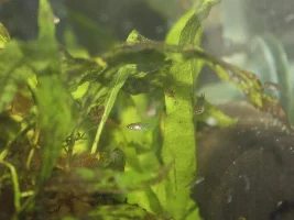 Tiny livebearer
