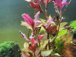 Zebra loaches and amano shrimp? Algae eater suggestions