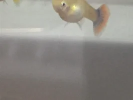 Are these guppies Pregnant