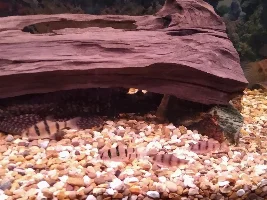 Fish tropical