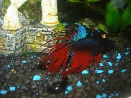 Betta May Have Fungus