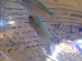 What Kind Of Fish Is This?