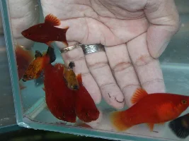 Giants of platies