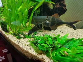 What is the rarest fish you keep/kept?