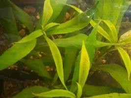 Here I go again 150 gallon reset.