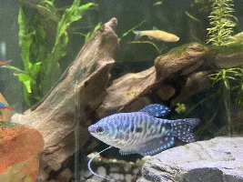 Tank stocking