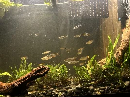 Regional tanks… what can go in with Congo tetras