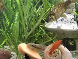 Henry the algae eater
