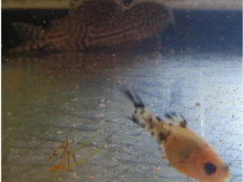 Weird Platy/Molly mouth