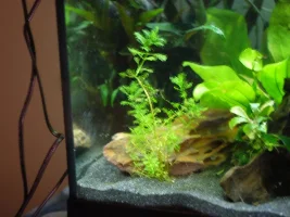 Finally tearing down ugly 57g, building new 36g to replace it!
