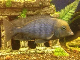 May 2014 - Fish Of The Month Competition Entries