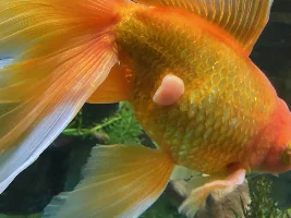 Large tumor on fish