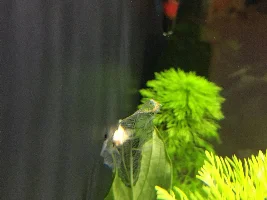 Sick plant, help please