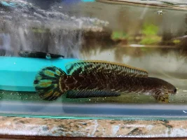 URGENT HELP! DYING CHANNA BLEHERI