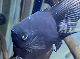 Angelfish mark…