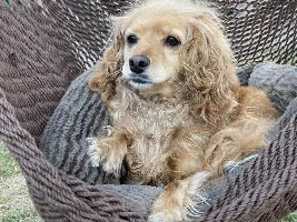 this is my dog
