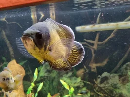 Hello! And pleco help?