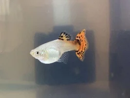 How long until birth